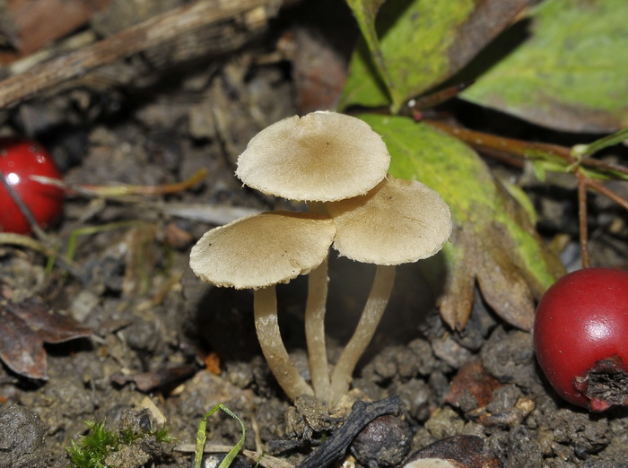 Tubaria dispersa